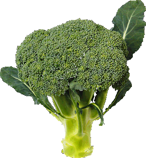 �u���b�R���[